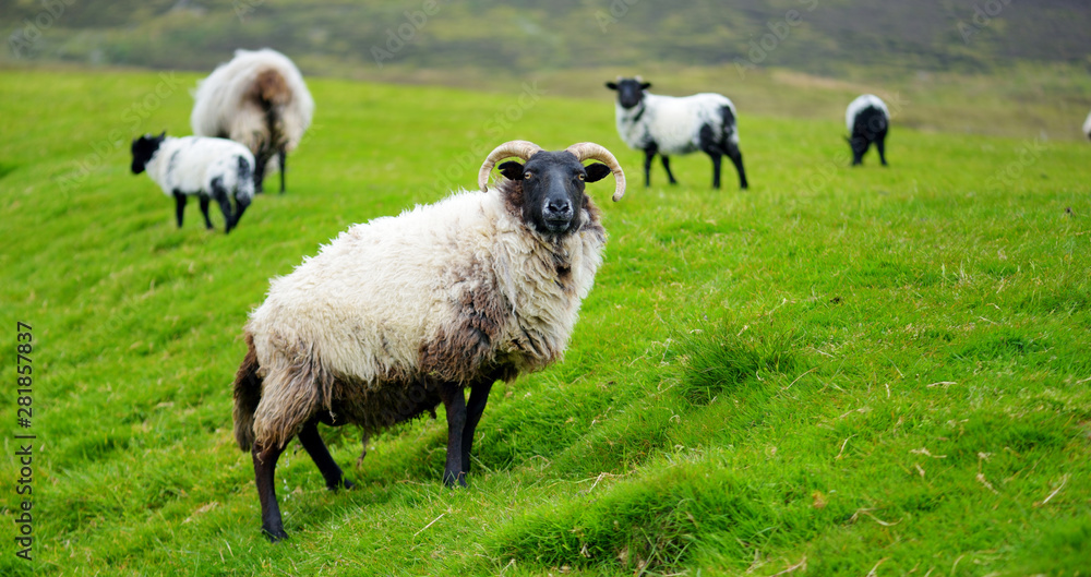 Obraz premium Sheep marked with colorful dye grazing in green pastures. Adult sheep and baby lambs feeding in green meadows of Ireland.