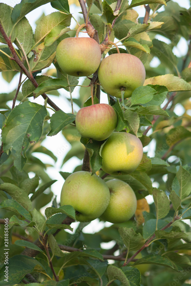 apples in the sunlight on a tree in the garden apples in the sunlight on a tree in the garden