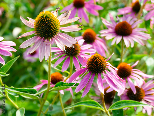 Pink echinacea  flower in the field 