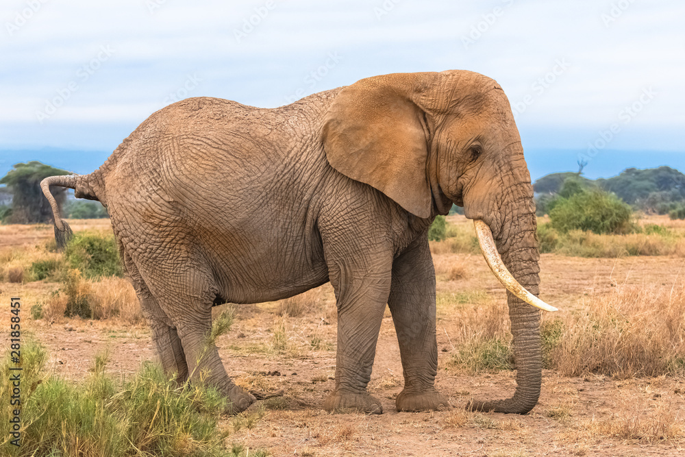 An elephant covered of dust standing in the savannah in Africa, portrait, profile
