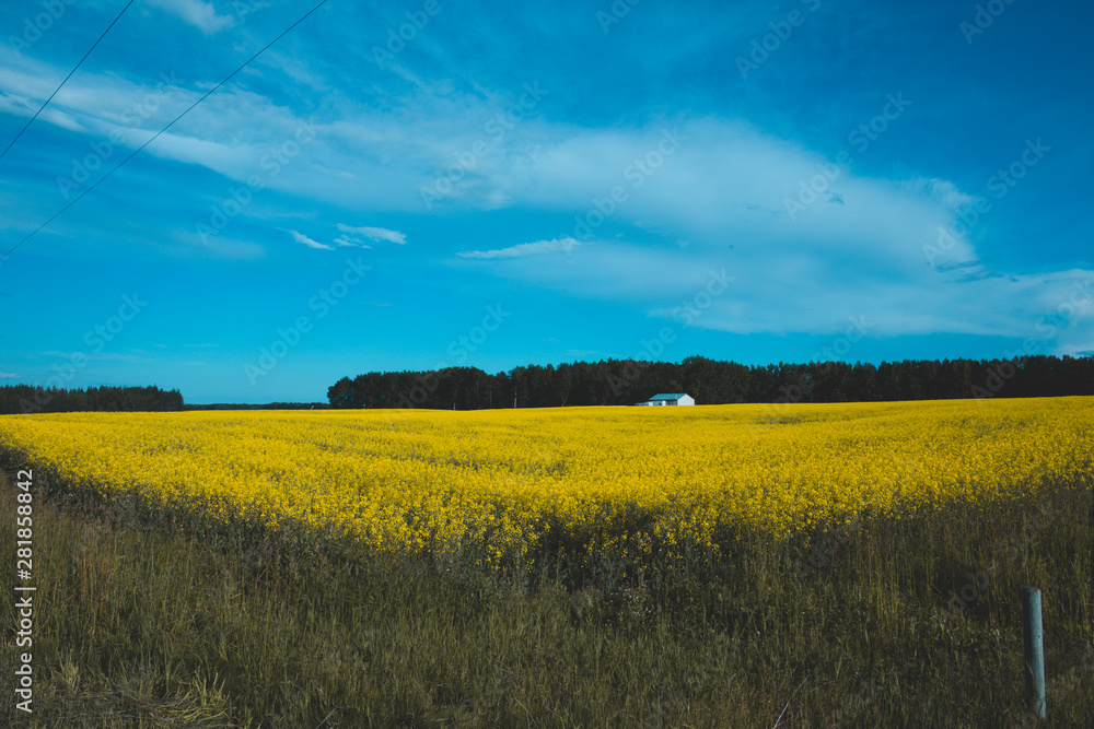 Fototapeta premium Bright yellow canola fields in Alberta, Canada, Red Deer County. Beautiful contrast with blue sky; summer concept, freedom concept, travel concept, nature concept.