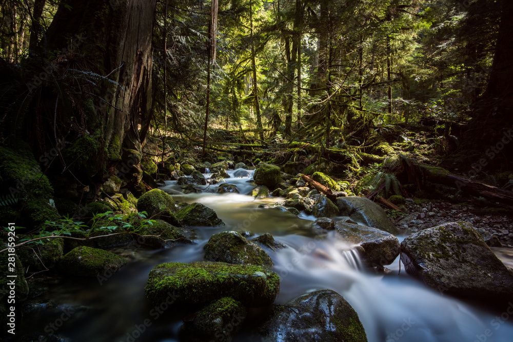 Temperate rainforest in British Columbia Temperate rainforest in British Columbia
