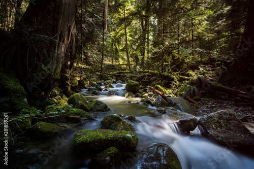 Temperate rainforest in British Columbia