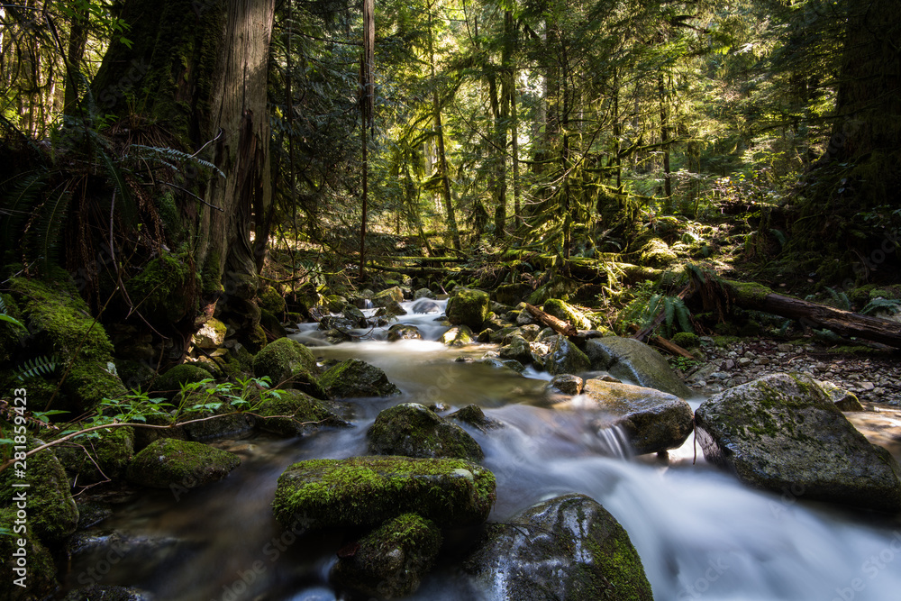Temperate rainforest in British Columbia Temperate rainforest in British Columbia