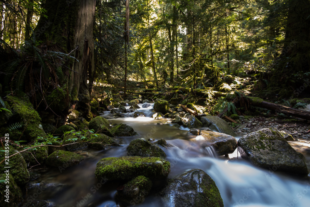 Temperate rainforest in British Columbia Temperate rainforest in British Columbia
