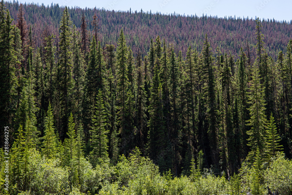 Road trip in the Canadian Rocky Mountains; Banff and Jasper National park, mountains, lakes, glaciers, forests. Nature rules.