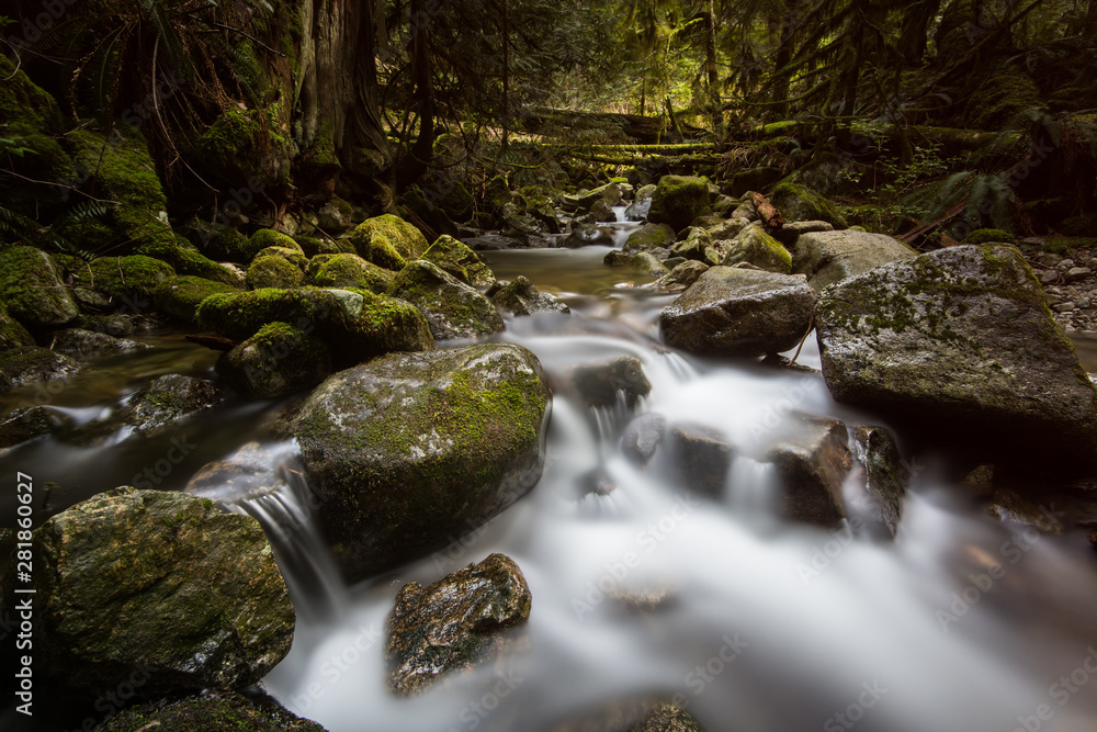 Obraz premium Temperate rainforest in British Columbia