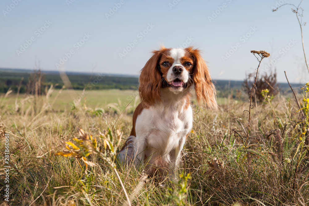 Small spaniel dog in the field
