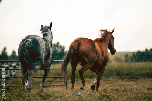 Two beautiful thoroghbred horses cantering in a pasture; freedom and together concepts