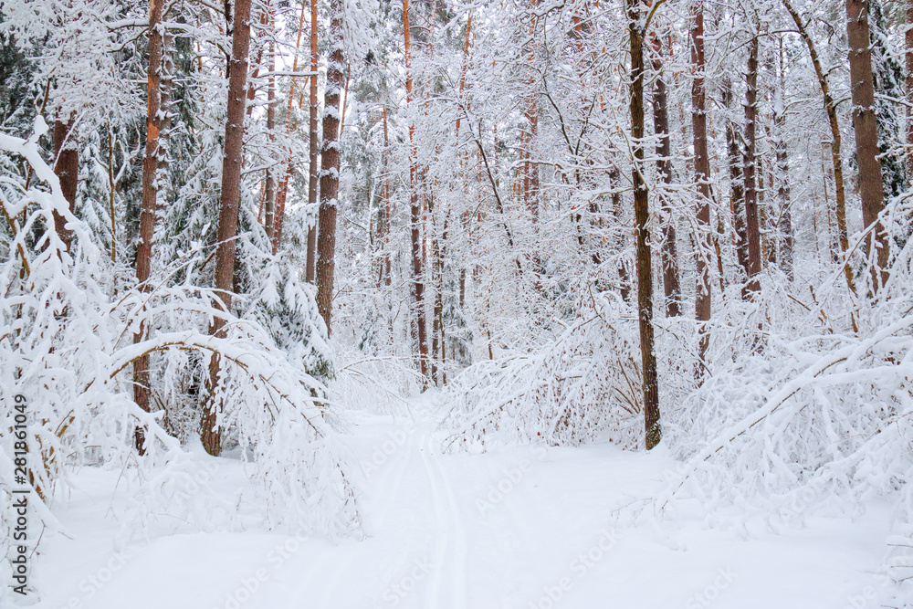 Winter landscape, ski track through fairy pine forest covered by fresh white fluffy snow. Winter landscape, ski track through fairy pine forest covered by fresh white fluffy snow.