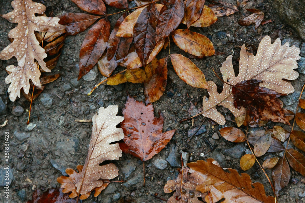 Fallen leaves in autumn on the asphalt. Texture. Background of autumn leaves. Fallen leaves in autumn on the asphalt. Texture. Background of autumn leaves.