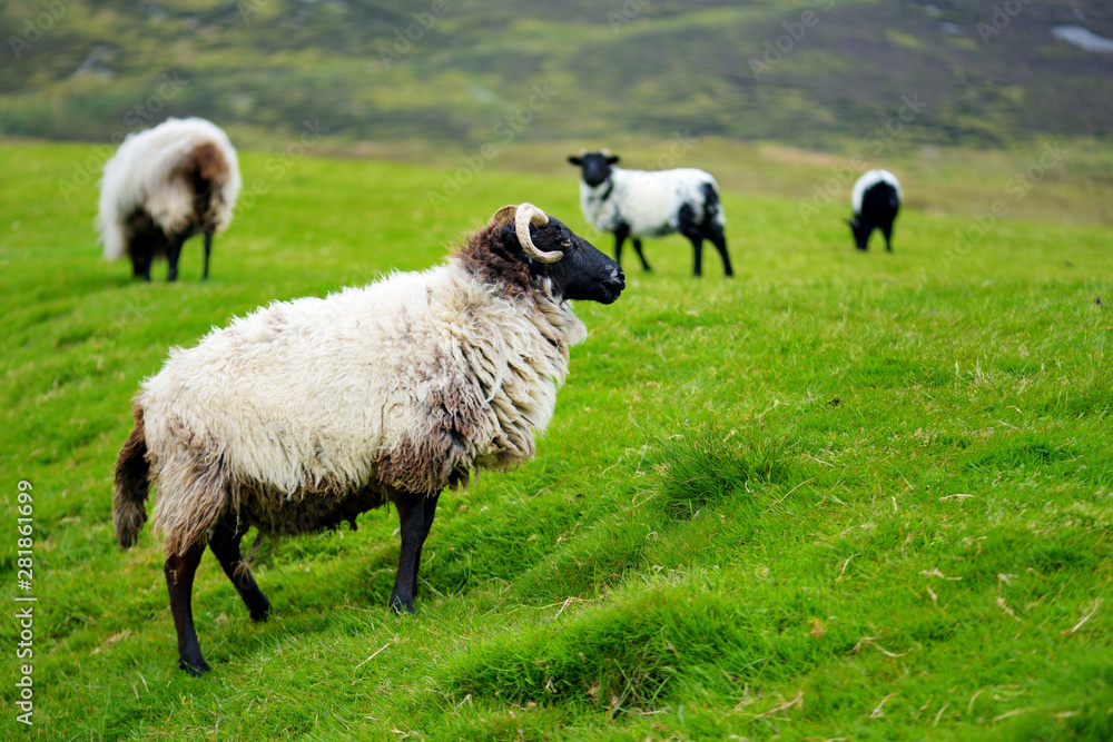 Fototapeta premium Sheep marked with colorful dye grazing in green pastures. Adult sheep and baby lambs feeding in green meadows of Ireland.