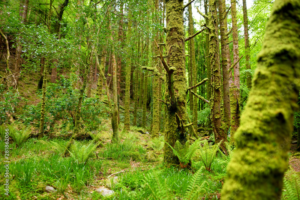 Obraz premium Massive pine trees with ivy growing on their trunks. Impressive woodlands of Killarney National Park, County Kerry, Ireland