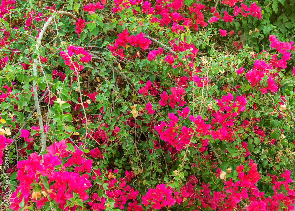 Bright beautiful flowers on the bush. Natural background.