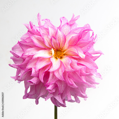 Dahlia, national flower of Mexico
