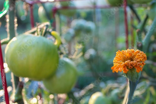 Companion planting of marigolds and tomatoes in organic garden