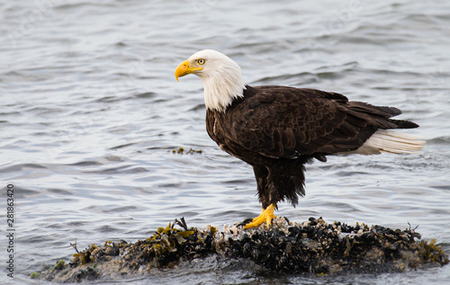 Bald eagle on the coast