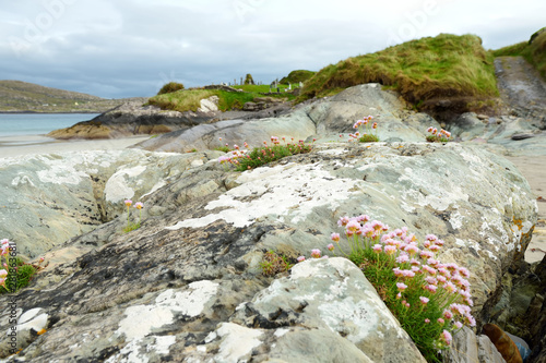 Abbey Island, the patch of land in Derrynane Historic Park, famous for ruins of Derrynane Abbey and cementery, located in County Kerry, Ireland photo