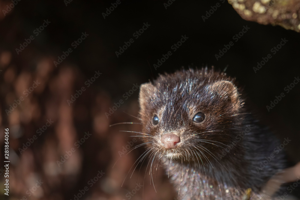 American mink, Neovison vison, portrait, close up with background around rocks beside the coast. Scotland, summer/july. American mink, Neovison vison, portrait, close up with background around rocks beside the coast. Scotland, summer/july.