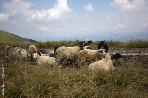 A flock of sheep grazing in a meadow among the mountains