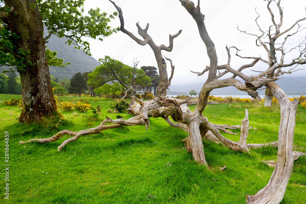 Beautiful large pine tree and blossoming gorse bushes on a banks on Muckross Lake, located in Killarney National Park, County Kerry, Ireland. Beautiful large pine tree and blossoming gorse bushes on a banks on Muckross Lake, located in Killarney National Park, County Kerry, Ireland.