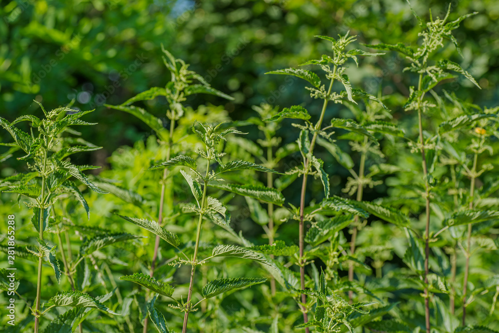 Urtica dioica, often called common nettle, or stinging nettle, or nettle leaf. Nettle flowers Urtica dioica, often called common nettle, or stinging nettle, or nettle leaf. Nettle flowers