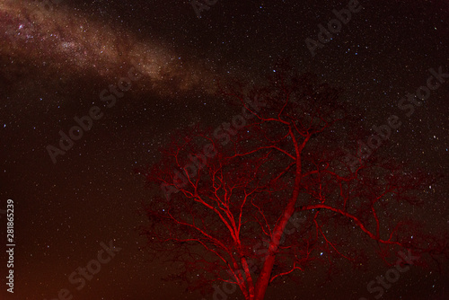 Starry sky with red tree in the foreground.