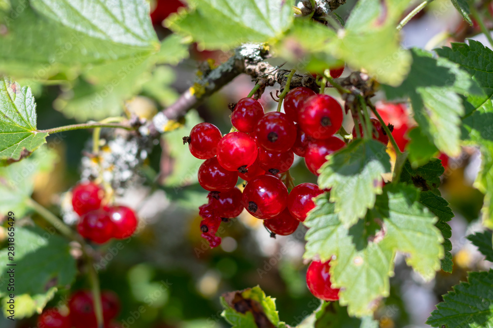 daylight. Red currant. The product is grown without chemicals. eco. daylight. Red currant. The product is grown without chemicals. eco.