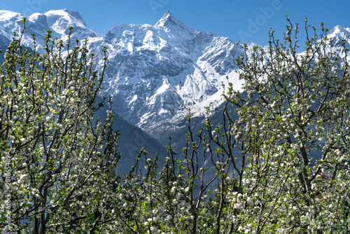 The himachal orchid in Reckong Peo photo