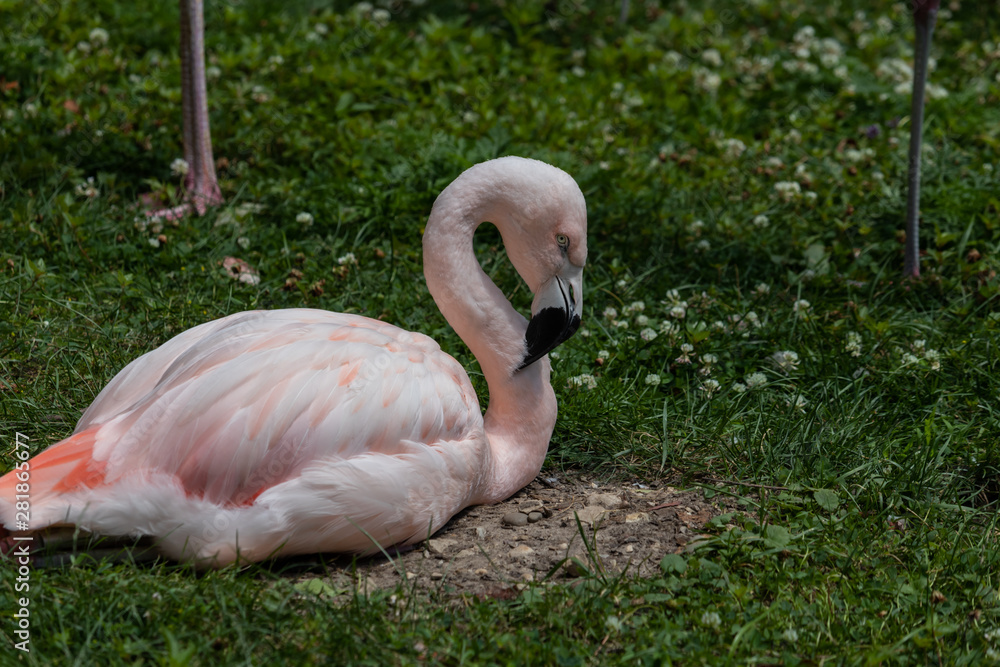 Flamingoin the grass