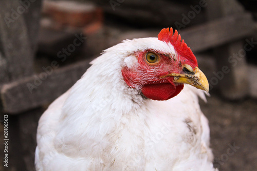 white chicken close-up in the backyard © Elena Bondareva