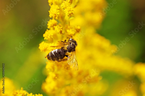 Bee on the yellow flower in the summer © Gelia