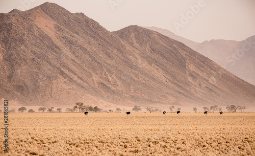 Namib Rand Reserve national park, a waste and sparsely populated area at the end of the desert with acacia trees photo