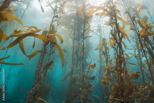 CHANNEL ISLANDS, California (USA): kelp forests during scuba diving in Channel Islands, California. Underwater shot.