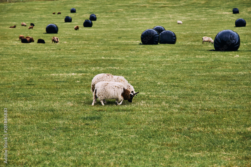 Fototapeta premium Icelandic sheep grazing on a green pasture in Iceland
