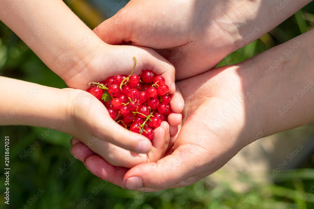 hands of a little girl and an old woman in them red currant. eco products. concept. passing on knowledge to the younger generation. hands of a little girl and an old woman in them red currant. eco products. concept. passing on knowledge to the younger generation.