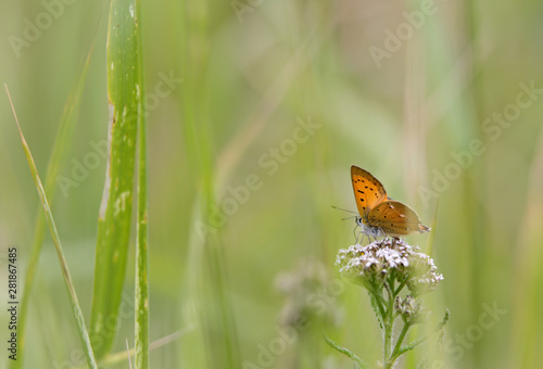 Beautiful Scarce Copper (Lycaena virgaureae) butterfly sitting on yarrow flower
