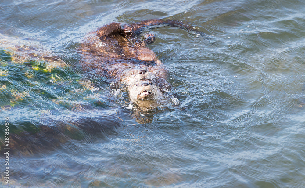Fototapeta premium River otters