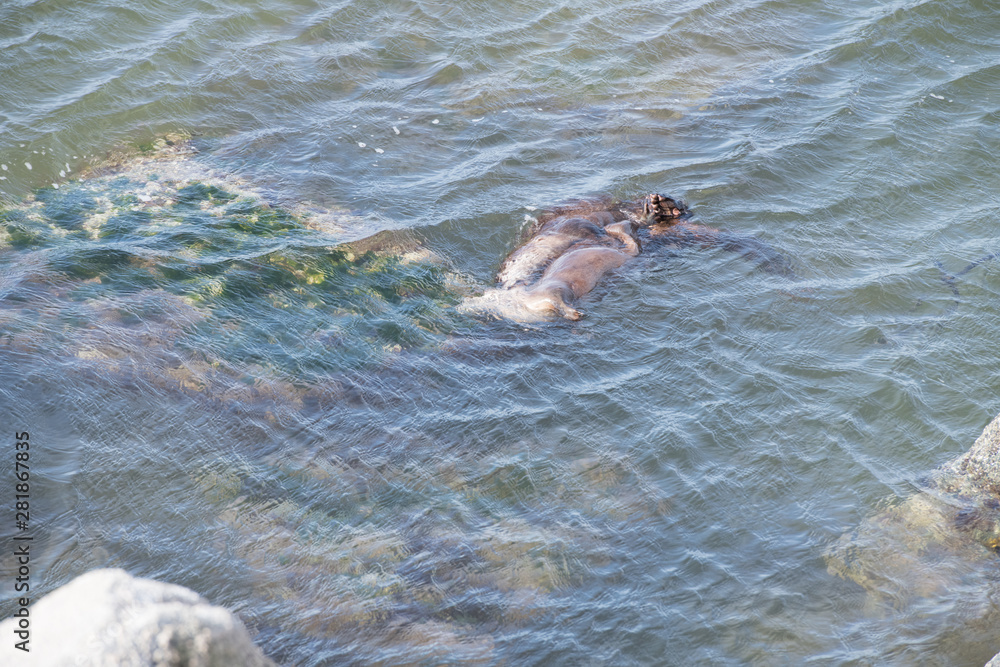 Fototapeta premium River otters