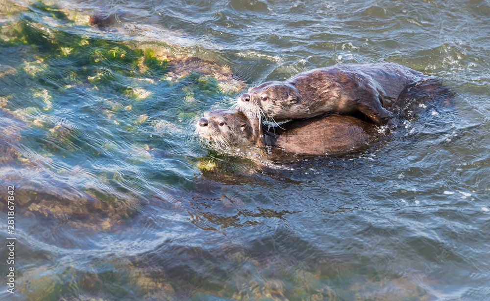 Fototapeta premium River otters