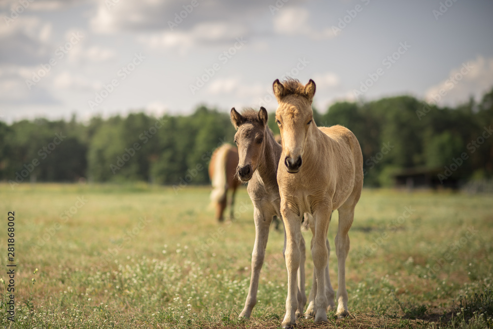 Fototapeta premium Pferde Fohlen. Zwei Fohlen nebeneinander. Fohlen stehen nebeneinander. Fohlen gucken in die Kamera. Pferde gucken in Kamera