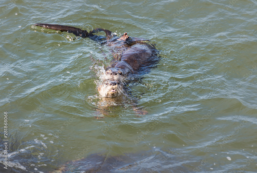 Obraz premium River otters