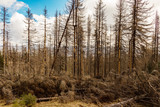 dried and felled trees in a coniferous forest in early spring on a sunny day and a cloudy sky