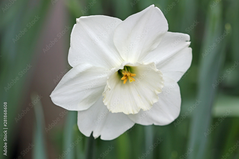 White jonquil White jonquil