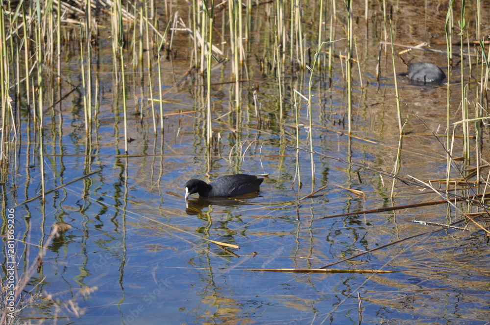 The beautiful bird Eurasian coot (fulica atra) in the natural environment The beautiful bird Eurasian coot (fulica atra) in the natural environment