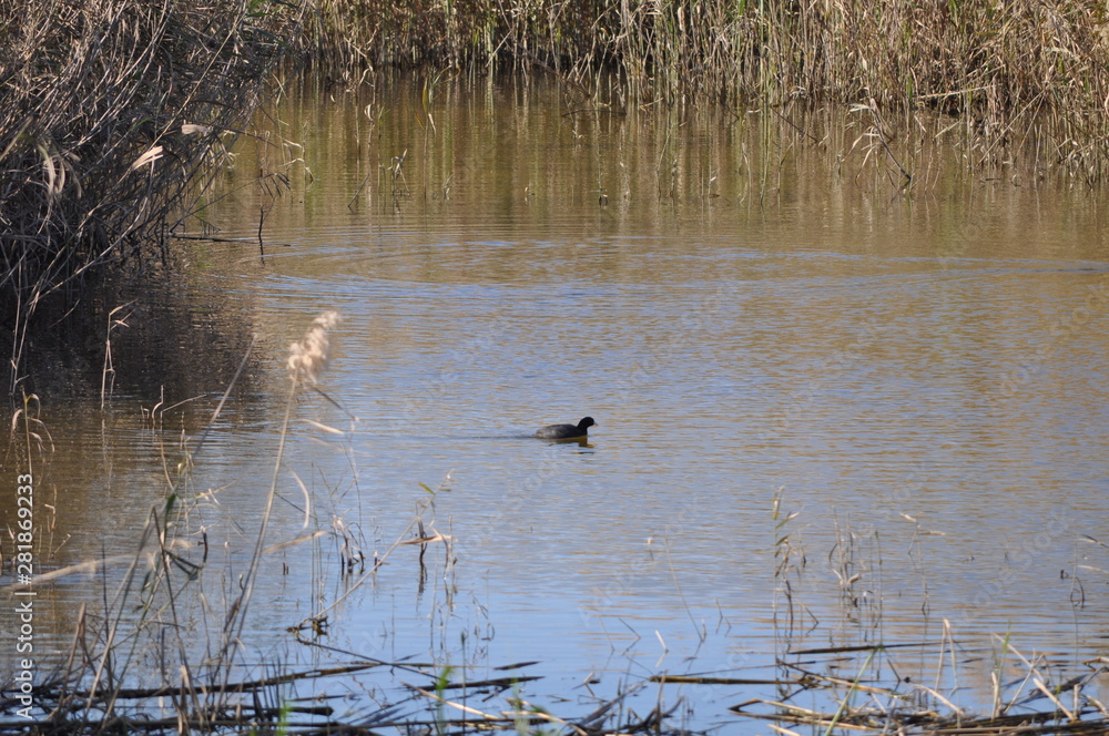 The beautiful bird Eurasian coot (fulica atra) in the natural environment The beautiful bird Eurasian coot (fulica atra) in the natural environment