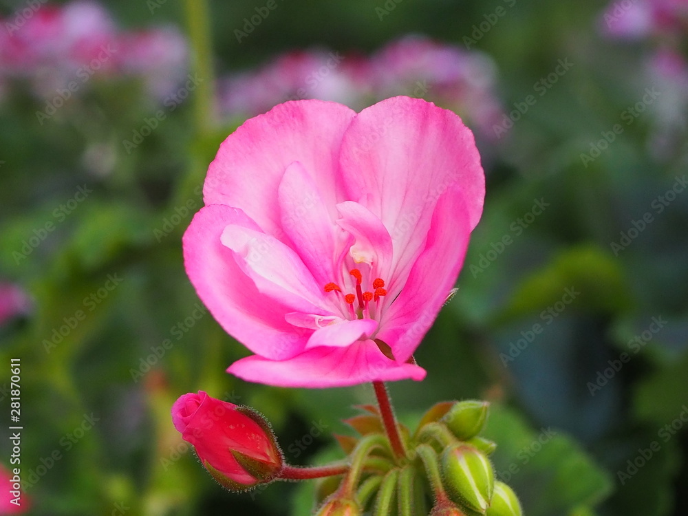 Pink flower in the garden, good on greeting card Pink flower in the garden, good on greeting card