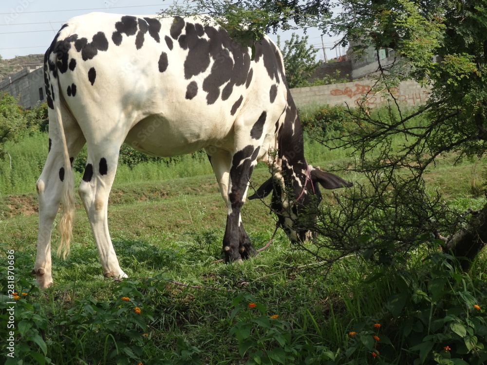 Holstein Friesian dairy cattle eating the green grass Holstein Friesian dairy cattle eating the green grass