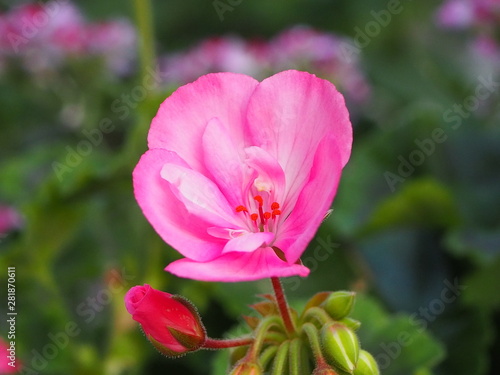 Pink flower in the garden, good on greeting card