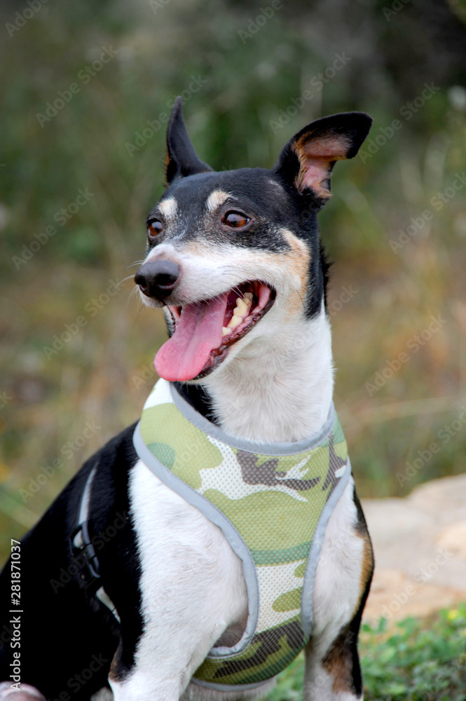 Happy puppy dog sitting for an animal portrait with his tongue hanging out Happy puppy dog sitting for an animal portrait with his tongue hanging out